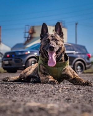 Adonis Resting (JPEG)