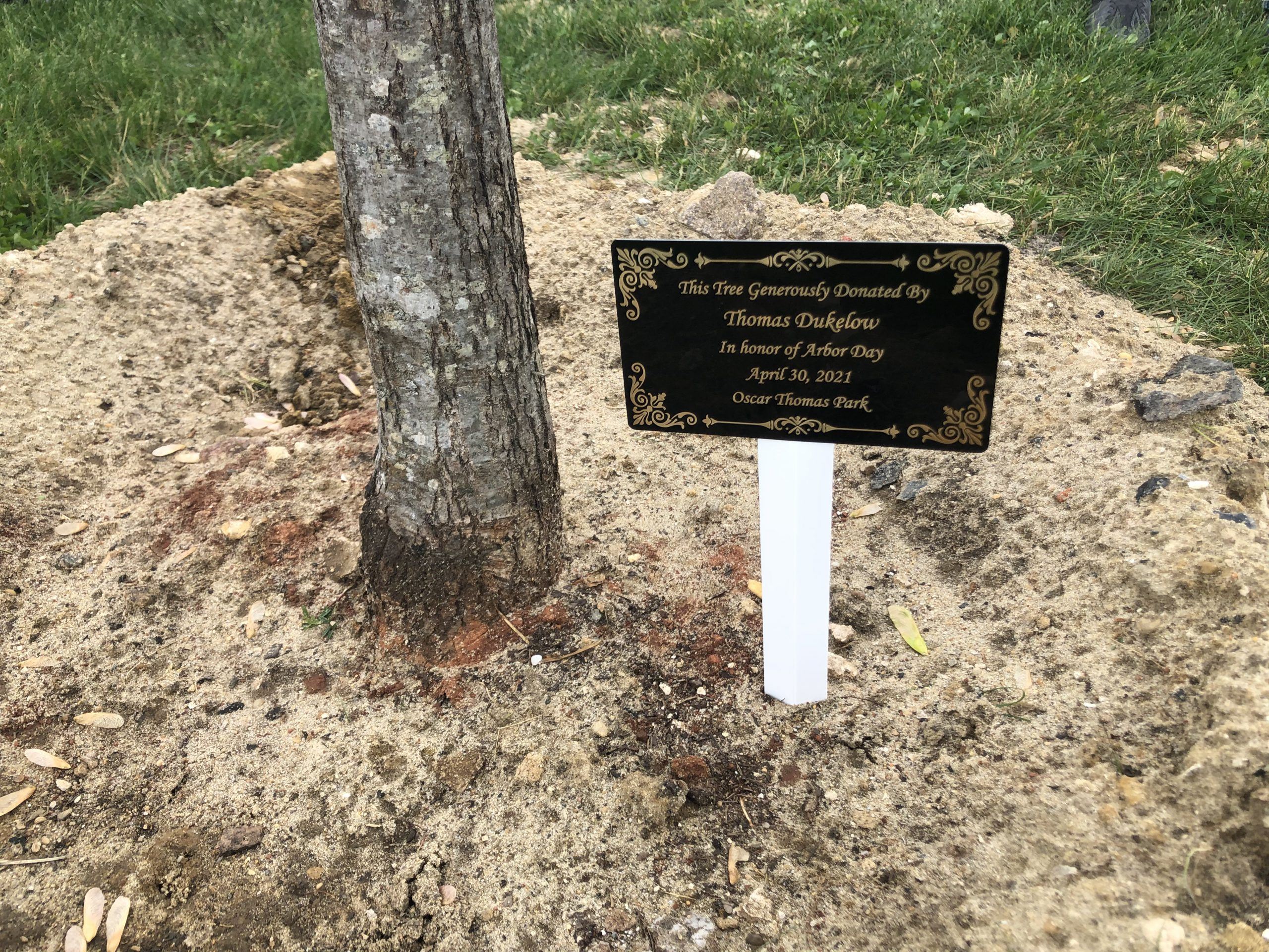 Plaque with a Dedication Memo at the Base of the Newly Planted Tree