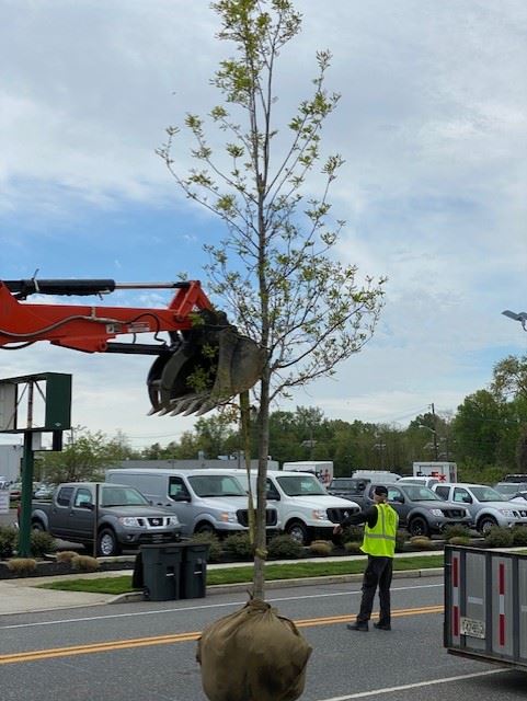 Tree Being Carried to Plantign Site