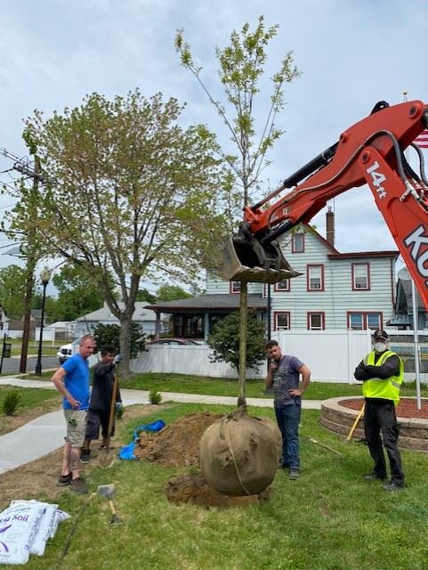 Volunteers Gather Around While the Tree is Being Placed
