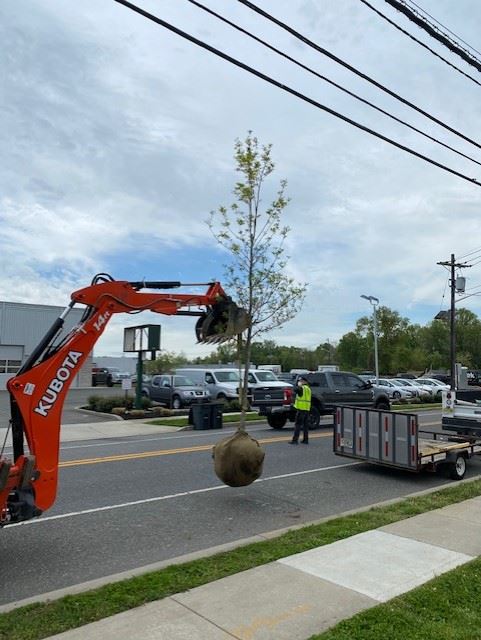 Heavy Duty Equipment Hauling Tree to Be Planted