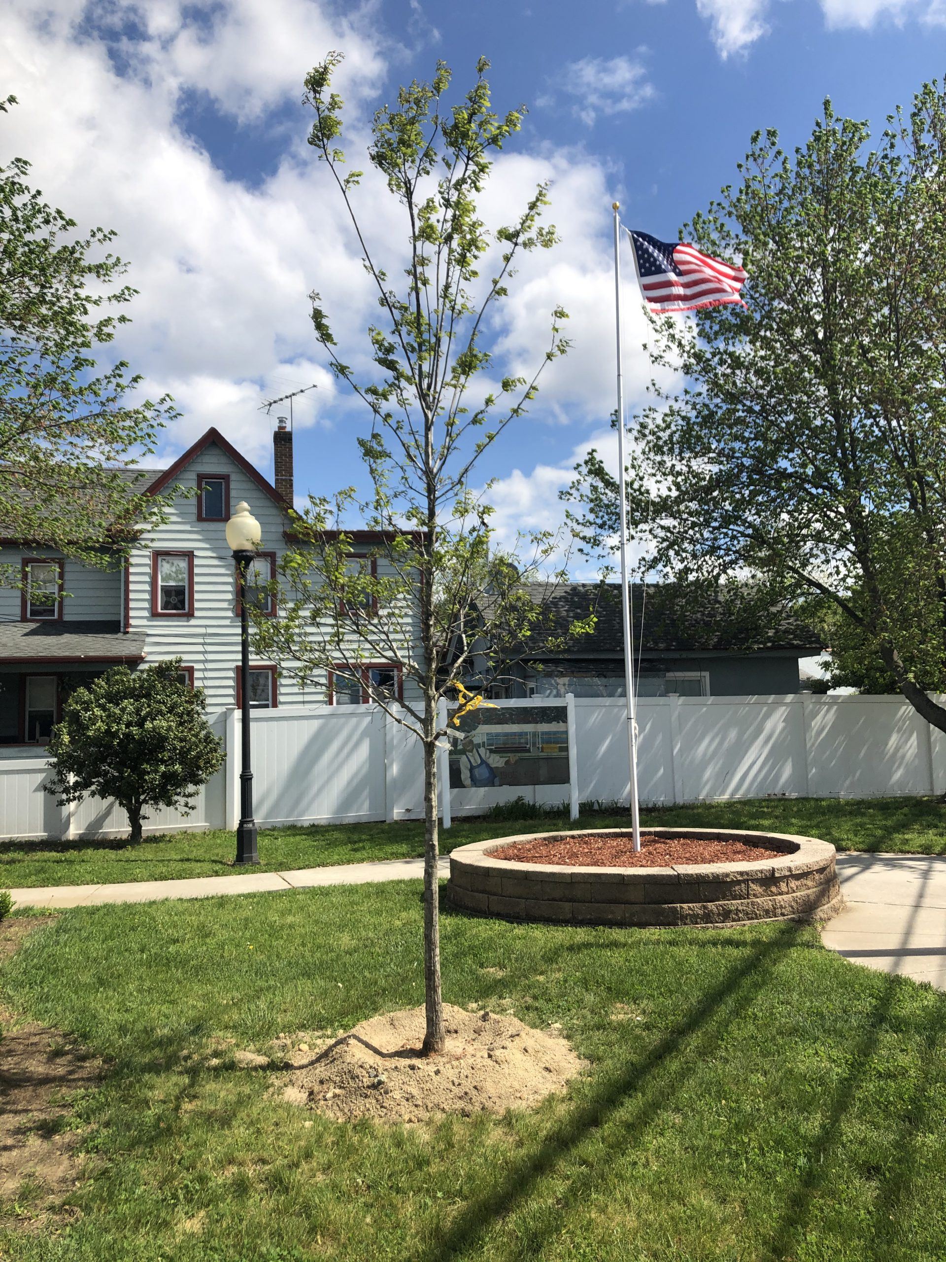 Newly Planted Tree Next to an American Flag